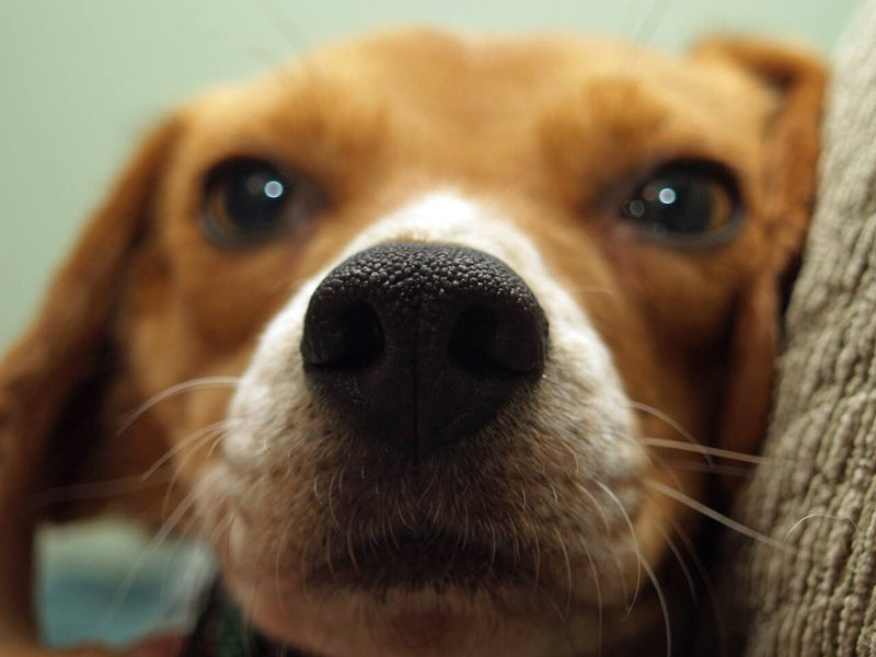 Why Your Beagle Smells and How to Fix It