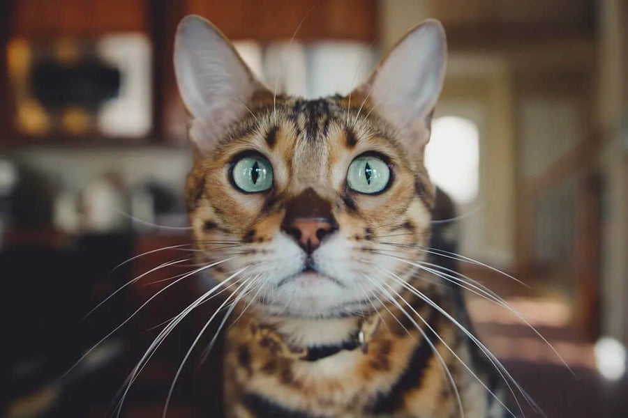 Why Does My Bengal Cat Meow at Night?