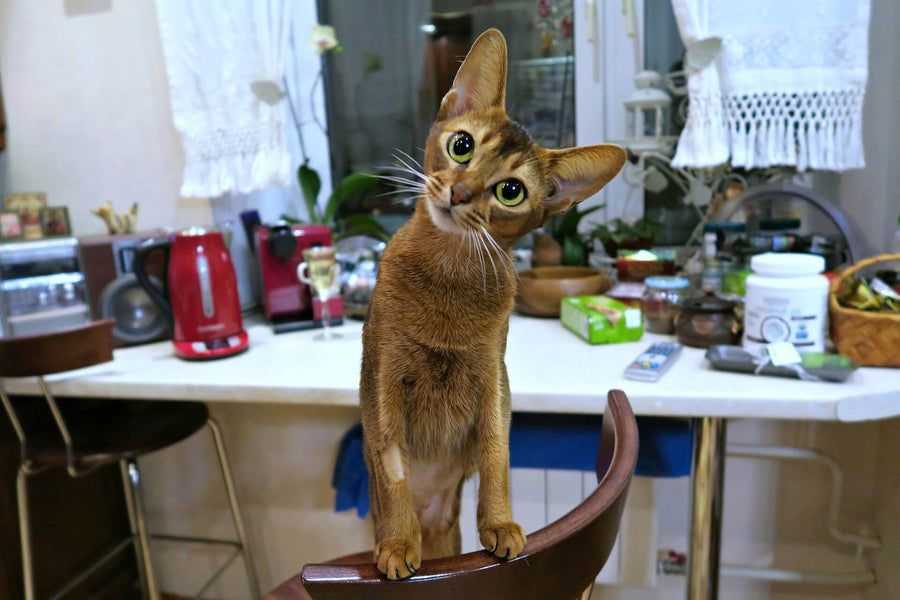 Are Abyssinian Cats Hypoallergenic?