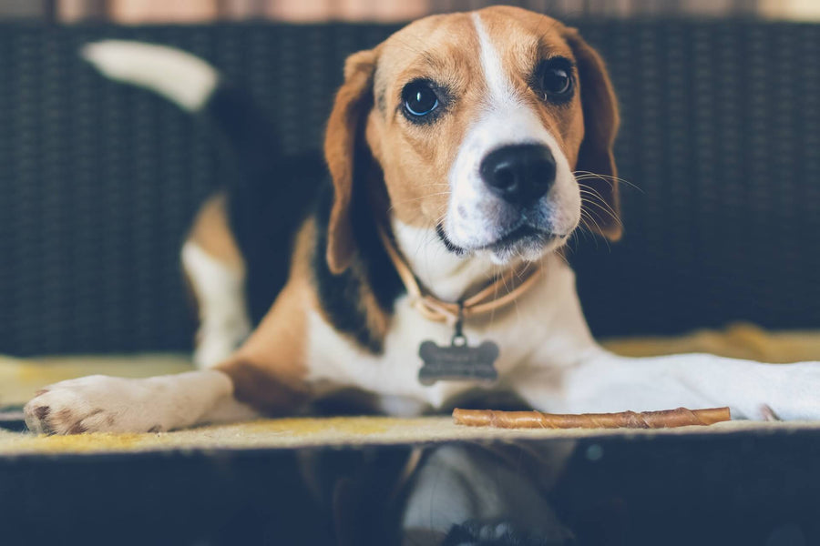 Why Does My Beagle Eat so Much?