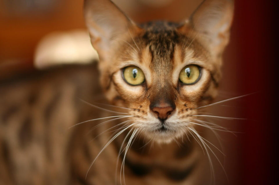 Do Bengal Cats Get Lonely?