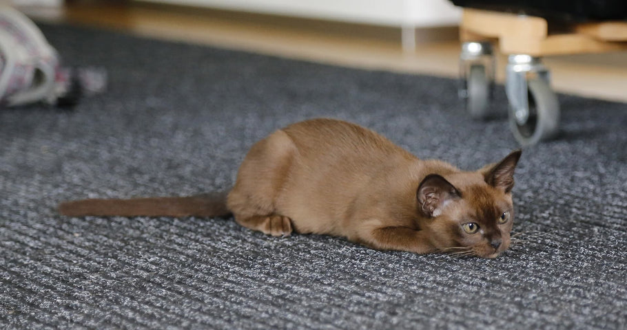 Are Burmese Cats Friendly?