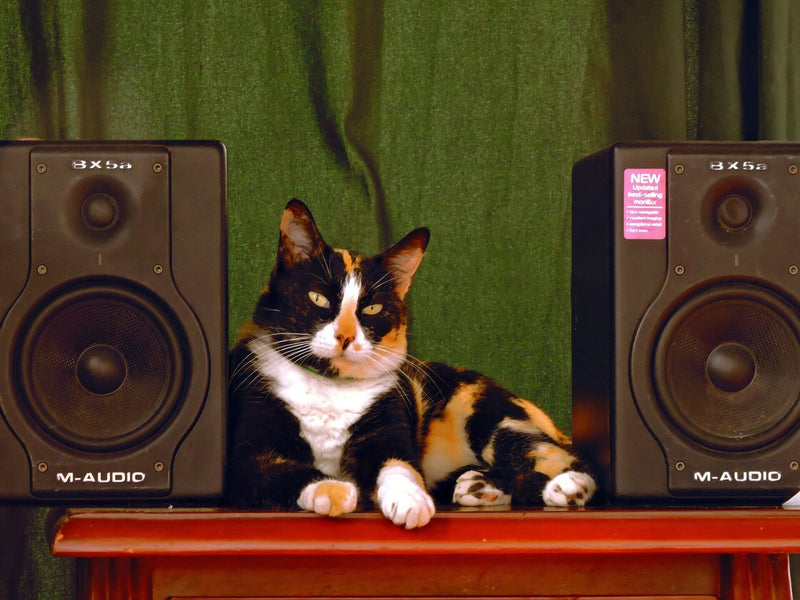 Cat Music: Everything You Need to Know