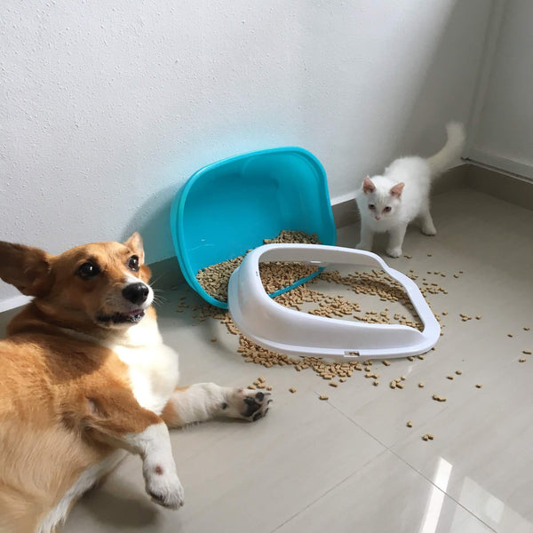 How to Stop Cat Litter from Tracking Everywhere