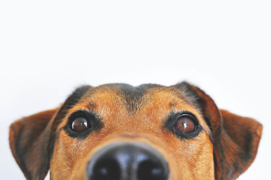 Dog Eyes: Can Dogs See Colors?