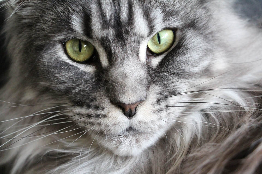 Why Does My Maine Coon Trill?