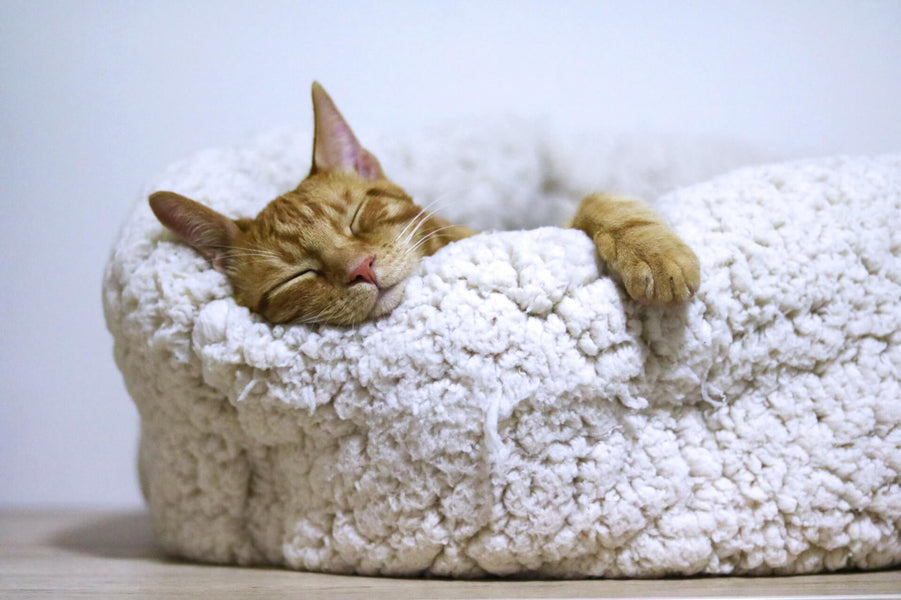 How to Find the Perfect Cat Bed