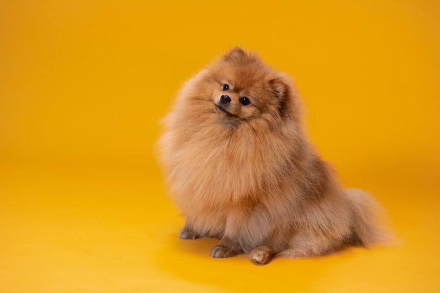 Why Do Pomeranians Spin?