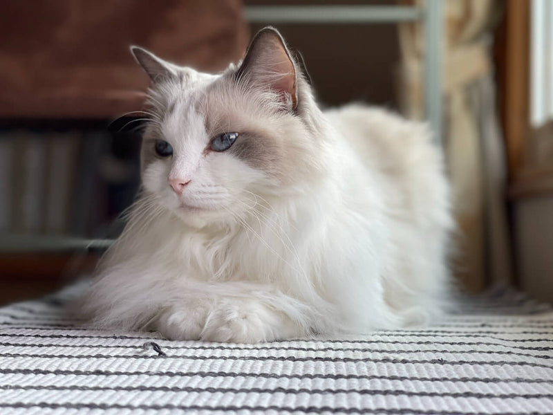 Are Ragdoll Cats Affectionate?