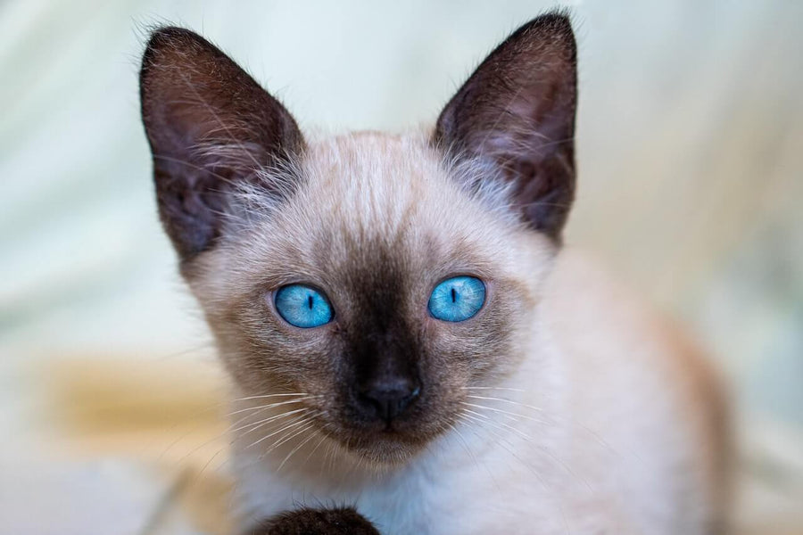 Why Do Siamese Cats Meow So Much?
