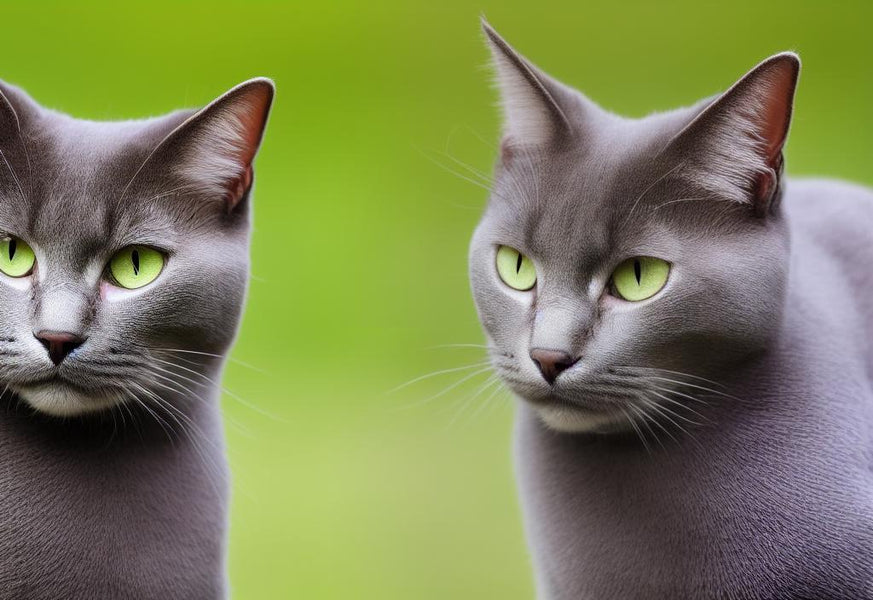 Are Russian Blue Cats Good Pets?
